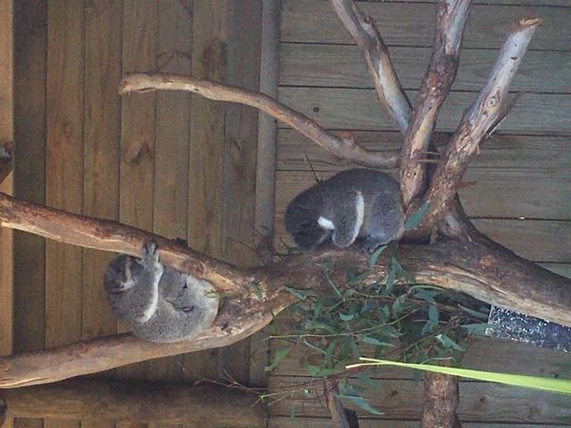 Symbio Wildlife Park - Thursday 15th October, 2020 Image -5f8d03ba52956